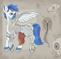 Size: 2186x2095 | Tagged: source needed, safe, artist:magpiegoblin, oc, oc only, oc:fifty percent, hybrid, pony, zony, anatomy, bone, brain, commission, concave belly, high res, lacrimal caruncle, male, muscles, organs, solo, stallion, wings, x-ray, ych result