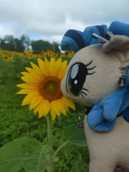 Size: 4624x3468 | Tagged: safe, oc, oc:milky way, earth pony, pony, flower, irl, photo, solo, sunflower