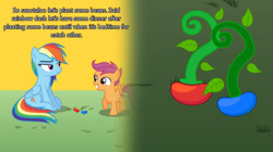 Size: 828x465 | Tagged: safe, artist:owenstevendallimore, rainbow dash, scootaloo, pegasus, pony, series:rainbow dash and the beanstalk, g4, beans, beanstalk, engrish, folded wings, food, misspelling, plant, sitting, wings