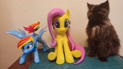 Size: 4000x2250 | Tagged: safe, fluttershy, rainbow dash, cat, pegasus, pony, g4, 3d print, female, irl, mare, photo