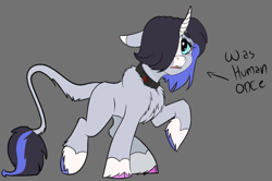 Size: 827x548 | Tagged: safe, artist:brainiac, oc, oc only, oc:???, character concept, chest fluff, collar, concave belly, female, gray background, implied transformation, mare, raised hoof, simple background, solo, unshorn fetlocks