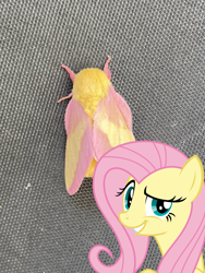 Size: 1278x1698 | Tagged: safe, artist:sketchmcreations, fluttershy, insect, moth, pegasus, pony, a bird in the hoof, g4, season 1, always works, dreamworks face, female, grin, looking at you, mare, reddit, rosy maple moth, simple background, smiling, smug, solo, transparent background, vector