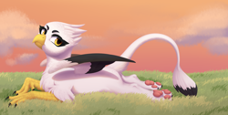 Size: 4500x2272 | Tagged: safe, artist:nika-rain, oc, griffon, chest fluff, cloud, commission, cute, female, griffon oc, looking at you, lying down, outdoors, paw pads, paws, prone, sky, solo, sunset, underpaw, wings