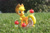 Size: 1095x730 | Tagged: safe, artist:dingopatagonico, applejack, earth pony, pony, g4, photo, solo