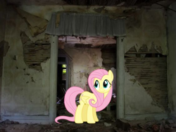 Size: 563x423 | Tagged: safe, edit, fluttershy, pegasus, pony, g4, contrast, looking at something, real life background, solo