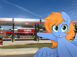 Size: 1320x980 | Tagged: safe, artist:higglytownhero, oc, oc only, oc:quick trip, pegasus, pony, female, gas station, half body, irl, mare, meme, photo, pointing, ponies in real life, quiktrip, solo, soyjak, soyjaks pointing