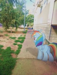 Size: 960x1280 | Tagged: safe, artist:logalay, rainbow dash, pegasus, pony, g4, butt, female, irl, mare, photo, plot, ponies in real life, real life background, realistic, solo, standing