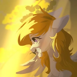 Size: 674x674 | Tagged: safe, artist:hichieca, oc, oc only, pegasus, pony, bust, crepuscular rays, female, flower, mare, mouth hold, outdoors, pegasus oc, profile, solo, wings