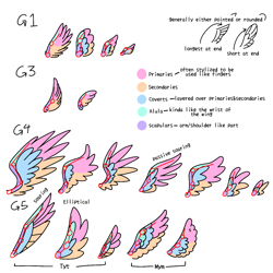 Size: 1280x1280 | Tagged: safe, artist:dazzle, pegasus, g1, g3, g4, g5, anatomy, chart, no pony, simple background, study, white background, wings