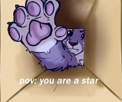 Size: 1290x1080 | Tagged: safe, artist:rutkotka, allura, big cat, leopard, snow leopard, g5, adorallura, allura cat meme, amber eyes, box, meme, offscreen character, paw pads, paws, pov, purple fur, solo, that cat sure does like stars, toe beans, underpaw