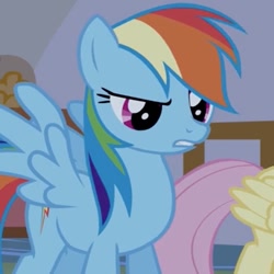 Size: 669x669 | Tagged: safe, screencap, fluttershy, rainbow dash, pony, g4, eyebrows, raised eyebrow, solo focus