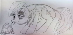 Size: 4160x2035 | Tagged: safe, artist:dhm, rainbow dash, tank, pegasus, pony, tortoise, g4, drawthread, monochrome, sketch, traditional art