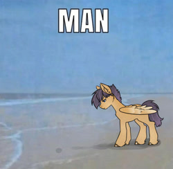 Size: 1800x1760 | Tagged: safe, artist:opalacorn, oc, oc only, pegasus, pony, beach, caption, image macro, irl, looking down, male, man (meme), meme, ocean, outdoors, photo, ponies in real life, solo, stallion, text, water