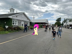 Size: 2016x1512 | Tagged: safe, artist:mtnproductions, fluttershy, pony, g4, dutchess county fair, irl, new york, outdoors, photo, ponies in real life, rhinebeck