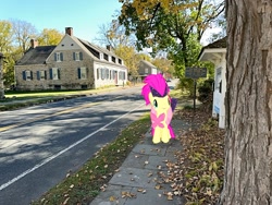 Size: 2016x1512 | Tagged: safe, artist:mtnproductions, fluttershy, pegasus, pony, g4, hurley, irl, new york, outdoors, photo, ponies in real life, solo