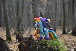 Size: 1095x730 | Tagged: safe, artist:mgrdash, rainbow dash, pegasus, pony, g4, clothes, forest, irl, nature, outdoors, photo, plushie, ponies in real life, scarf, solo, striped scarf, tree