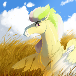 Size: 4000x4000 | Tagged: safe, artist:whitearbalest, derpibooru exclusive, oc, oc only, oc:apple jam, pegasus, pony, cloud, field, male, outdoors, solo