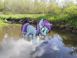 Size: 1280x960 | Tagged: safe, artist:sufficient, light stream, earth pony, fish, pony, g4, background pony, cute, female, irl, looking at something, mare, outdoors, partially submerged, photo, ponies in real life, river, solo, water