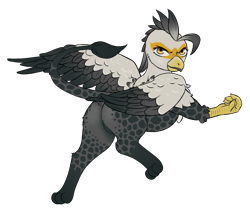 Size: 2048x1763 | Tagged: safe, alternate version, artist:multiverseequine, derpibooru exclusive, oc, oc only, oc:grey gnot, griffon, pony, butt, chest fluff, colored, colored wings, daybreak island, full body, griffon oc, leonine tail, leopard print, looking at you, looking back, looking back at you, male, paws, plot, raised tail, simple background, solo, spread wings, tail, transparent background, two toned wings, underpaw, wings