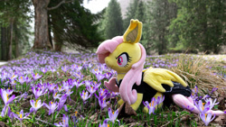 Size: 1192x670 | Tagged: safe, artist:mgrdash, fluttershy, bat pony, pony, g4, bat ponified, crocus, flower, flutterbat, irl, photo, plushie, ponies in real life, race swap