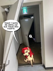 Size: 968x1291 | Tagged: safe, artist:the-black-terror, oc, oc only, oc:frozen rose, oc:taekwon magic, earth pony, pony, unicorn, angry, broken door, destroyed, door slam, doorway, female, horn, indoors, irl, looking at you, photo, ponies in real life, spanish, speech bubble, this will end in death, tiny, tiny ponies, translated in the comments