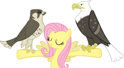 Size: 5000x2747 | Tagged: safe, artist:flutterguy317, fluttershy, bald eagle, bird, eagle, falcon, pegasus, peregrine falcon, pony, g4, may the best pet win, my little pony: friendship is magic, animal, simple background, transparent background, vector