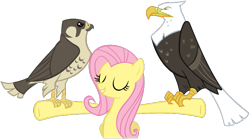 Size: 642x357 | Tagged: safe, artist:flutterguy317, fluttershy, bald eagle, bird, eagle, falcon, pegasus, peregrine falcon, pony, g4, may the best pet win, my little pony: friendship is magic, .svg available, animal, eyes closed, female, folded wings, mare, simple background, transparent background, vector, wings