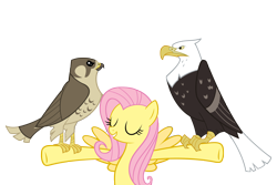 Size: 4500x3000 | Tagged: safe, artist:angel-the-bunny, fluttershy, bald eagle, bird, eagle, falcon, pegasus, peregrine falcon, pony, g4, may the best pet win, my little pony: friendship is magic, animal, eyes closed, female, mare, simple background, spread wings, transparent background, vector, wings