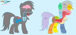 Size: 2200x1023 | Tagged: safe, artist:lukington17, artist:rdibp, rainbow dash, pony, fanfic:a small issue, g4, anatomy, anatomy chart, chart, city, diagram, fanfic, fanfic art, female, map, simple background, solo, white background, x-ray