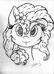 Size: 1673x2301 | Tagged: safe, artist:memprices, pear butter, earth pony, pony, g4, bangs, bust, curly mane, female, flower, flower in hair, front view, grayscale, looking at you, mare, monochrome, pencil drawing, ponytail, portrait, sketch, smiling, smiling at you, solo, traditional art
