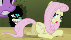 Size: 703x399 | Tagged: safe, screencap, fluttershy, twilight sparkle, earth pony, pony, g4, season 2, the return of harmony, animation error, annoyed, butt, cropped, discorded, earth pony fluttershy, female, flutterbitch, fluttercruel, frown, looking at someone, looking back, lying down, mare, missing wing, offscreen character, open mouth, plot, prone, race swap, solo focus