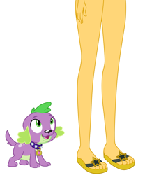 Size: 2319x2788 | Tagged: safe, anonymous artist, spike, sunset shimmer, dog, human, equestria girls, g4, cute, legs, pictures of legs, pretty, sexy, simple background, thighs, white background