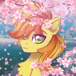 Size: 2500x2500 | Tagged: safe, artist:stesha, braeburn, earth pony, pony, g4, cherry blossoms, chest fluff, commission, flower, flower blossom, high res, lake, looking at you, male, petals, smiling, solo, stallion, two toned mane, water, ych result, your character here