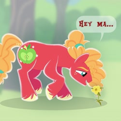Size: 3000x3000 | Tagged: safe, artist:texacity, big macintosh, earth pony, pony, g4, alternate cutie mark, alternate hairstyle, buttercup, dialogue, flower, freckles, hair tie, implied pear butter, looking at something, male, signature, solo, speech bubble, stallion