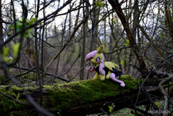 Size: 4608x3072 | Tagged: safe, fluttershy, bat pony, pony, g4, bat ponified, flutterbat, forest, irl, nature, photo, plushie, ponies in real life, race swap, tree