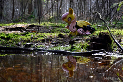 Size: 4608x3072 | Tagged: safe, fluttershy, bat pony, pony, g4, bat ponified, flutterbat, forest, irl, nature, photo, plushie, pond, ponies in real life, race swap, tree, water