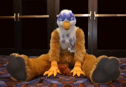 Size: 1024x710 | Tagged: safe, artist:neouka, artist:spainfischer, gilda, griffon, g4, 2013, bust, fursuit, indoors, irl, looking at you, photo, sitting, solo, spread legs, spreading