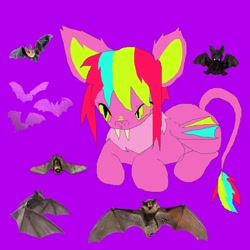 Size: 1080x1080 | Tagged: safe, artist:larvaecandy, oc, oc only, oc:fluffy paws, bat pony, pony, bat pony oc, big ears, colored pinnae, ear fluff, fangs, green eyes, leonine tail, lying down, ms paint, multicolored mane, multicolored tail, narrowed eyes, neck fluff, no mouth, purple background, saturated, simple background, slit pupils, solo, tail
