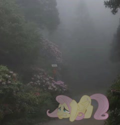 Size: 563x584 | Tagged: safe, artist:hionazzz, part of a set, fluttershy, pegasus, pony, g4, depressed, dirt road, female, flower, fog, foliage, forest, green background, grimace, irl, looking up, mare, nature, ominous, photo, photography, ponies in real life, real life background, scared, simple background, solo, tree