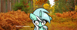 Size: 1500x600 | Tagged: safe, artist:scandianon, lyra heartstrings, pony, unicorn, female, floppy ears, horn, irl, kubrick stare, mare, outdoors, photo, pinpoint eyes, ponies in real life, shocked, shocked expression, talking, talking to herself