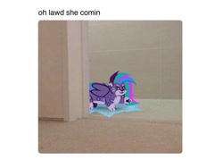 Size: 2048x1536 | Tagged: safe, artist:allisonpopick, allura, big cat, leopard, snow leopard, g5, adorallura, allura cat meme, countershading, helix piercing, meme, oh lawd he comin, ponified animal photo, ponified meme, real life background