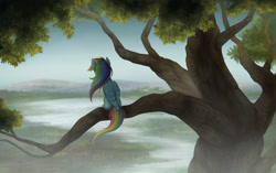Size: 3500x2200 | Tagged: safe, artist:zetamad, rainbow dash, pegasus, pony, g4, facing away, female, folded wings, high res, mare, missing cutie mark, nature, outdoors, rear view, scenery, sitting, sitting in a tree, solo, tail, tree, tree branch, wings