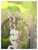 Size: 957x1258 | Tagged: safe, artist:equestriaexploration, oc, oc only, oc:meadow step, alicorn, pony, elements of justice, female, flower, mare, solo