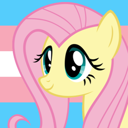 Size: 510x510 | Tagged: safe, fluttershy, g4, female, free to use, headcanon, pride, pride flag, pride month, profile picture, solo, trans female, trans fluttershy, transgender, transgender pride flag