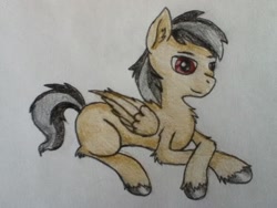 Size: 745x559 | Tagged: safe, artist:drakovyte, oc, oc only, pegasus, pony, 2014, black hair, black tail, brown coat, brown eyes, colored pencil drawing, male, not daring do, pegasus oc, smiling, solo, stallion, tail, traditional art