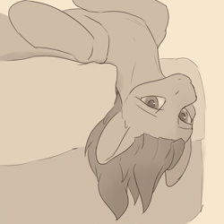 Size: 2160x2160 | Tagged: safe, artist:tenebrisnoctus, earth pony, pony, atg 2024, bed, high res, looking at you, lying down, monochrome, newbie artist training grounds, on back, sepia, solo, upside down