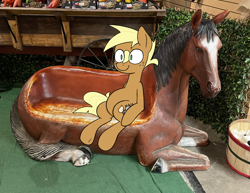 Size: 2048x1578 | Tagged: safe, artist:this_sl0th, oc, oc only, oc:doodle dreams, earth pony, pony, belly, irl, male, meme, photo, ponies in real life, sitting, sitting lyra, solo, stallion