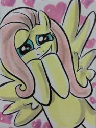 Size: 769x1024 | Tagged: safe, artist:thom zahler, fluttershy, pegasus, pony, g4, 2013, c2e2, c2e2 2013, covering mouth, female, grin, heart, heart background, looking at you, mare, sketchcard, smiling, solo, spread wings, traditional art, wings