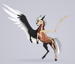 Size: 2340x2000 | Tagged: safe, artist:dementra369, oc, oc only, oc:midnight serenity, pegasus, pony, freeny's hidden dissectibles, anatomy, black coat, bone, colored, colored hooves, colored wings, concave belly, cross section, dissectibles, dock, fit, heart (organ), hooves, intestines, large wings, lungs, muscles, organs, pegasus oc, rearing, ribcage, ribs, short mane, skeleton, slender, solo, spine, spread wings, tail, thin, wings, x-ray