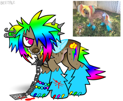 Size: 1280x1052 | Tagged: safe, artist:beetalz, rainbow dash, dog, g4, bracelet, chains, clothes, collar, cosplay, costume, ear piercing, earring, eyebrow piercing, folded wings, gradient mane, gradient tail, irl, irl dog, jewelry, multicolored claws, multicolored hair, photo, photo reference, piercing, rainbow claws, rainbow dash cosplay, rainbow dog, rainbow ears, rainbow hair, razor, razor blade, sharp teeth, simple background, solo, spiked collar, tail, teeth, white background, wings